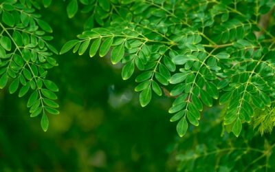 What is Moringa? Discover the Power of Nature’s Most Nutrient-Dense Superfood